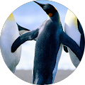 user_profile
